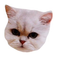 stand by cat