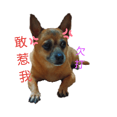 兔狗一家親