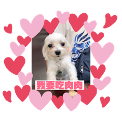 狗狗心事❤️