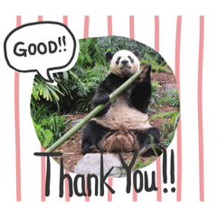 animal photo greetings