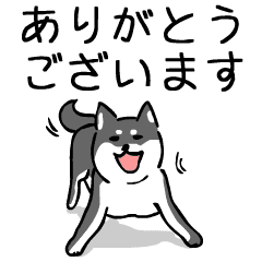 大人可愛い 柴犬のゆる敬語 丁寧語 黒柴 Line スタンプ Line Store