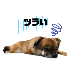 ミックス犬レオくん