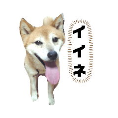 柴犬ジョンくん 3