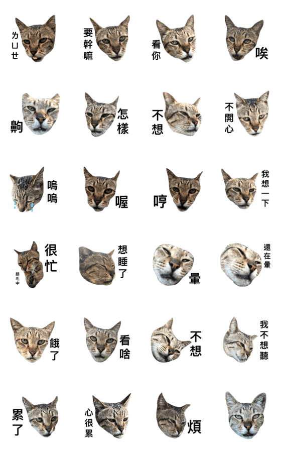 コンプリート 猫顔 画像 猫顔 画像 Nickytitsworth