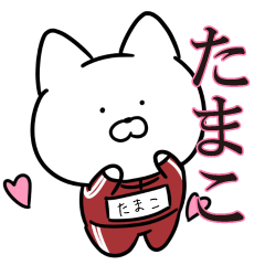 jersey cat Tamako