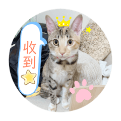 喵汪星人