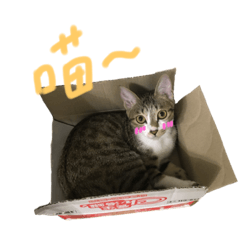 嚕咪的日常生活2