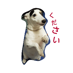 Jack Russel DOG ^ ^ CUTE DOG : Japan