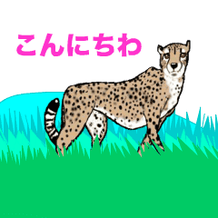 Cheetah LOVE 2