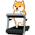Workout Shiba vol2