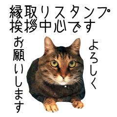 Picture Sticker of a brown tabby cat