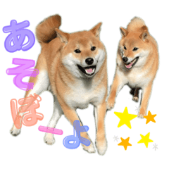 shibainu.choco&matcha