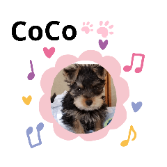 Sally_20190616224516