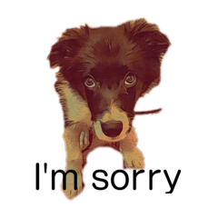 Border Collie Andy2