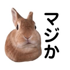 usagi no kinako