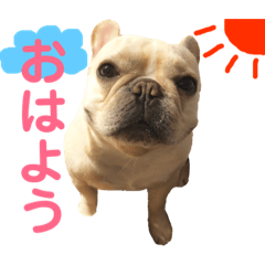 French bulldog daily life