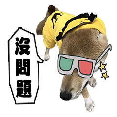 柴犬錢錢日常