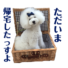 Friends of toy poodle