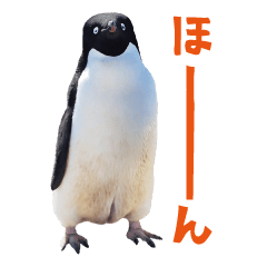 grim penguin2