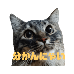 Akira_20190619112314