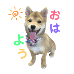 Mameshiba Fuku Line Stickers Line Store Mameshiba Fuku Line Stickers Line Store
