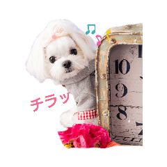 miwa_20190619005601