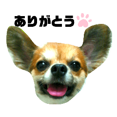 ミックス犬のリンちゃん