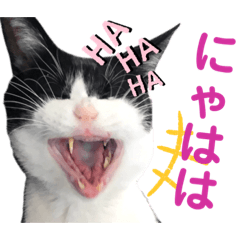 【スタンプ実写】白猫のハク☆あくび猫