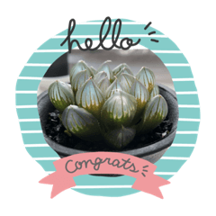 Succulent plant cactus