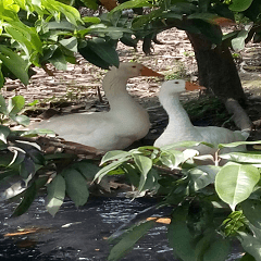 Two white goose