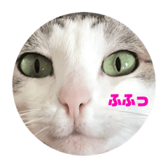 yuki-cat -two