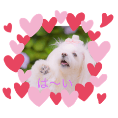 チョットノットのめいちゃんスタンプ♬