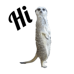 animal photo 2