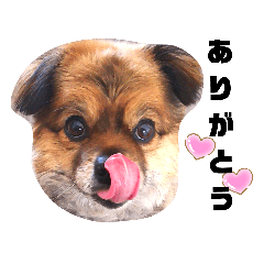 ミックス犬レオくん2