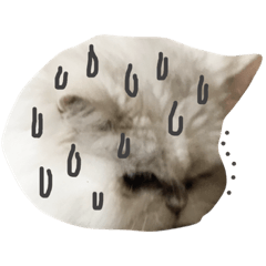 stand by cat 2