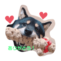 SHIBA.AZUKI