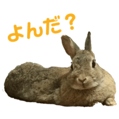 greeting & feelings of Netherland Dwarf