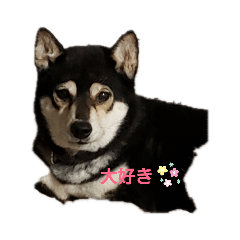 SHIBA LOVE 2