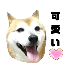 柴犬ジョンくん 4