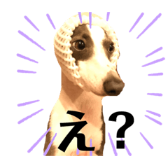 Italian greyhound &Chihuahua