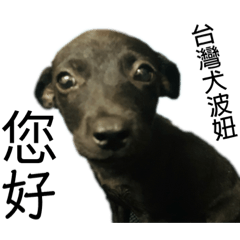ウジナミ台湾の犬