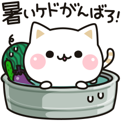 Cat to concern (summer anime)