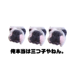 French bulldog  chinpira