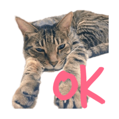 my caaats