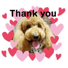 LOVE dog dog dog LOVE