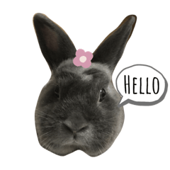 Bally bunny