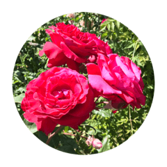 RED ROSE STICKERS 2