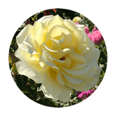 WHITE ROSE STICKERS 1