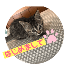 やしゃまるとJILL