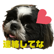 sizu dog syochan 3